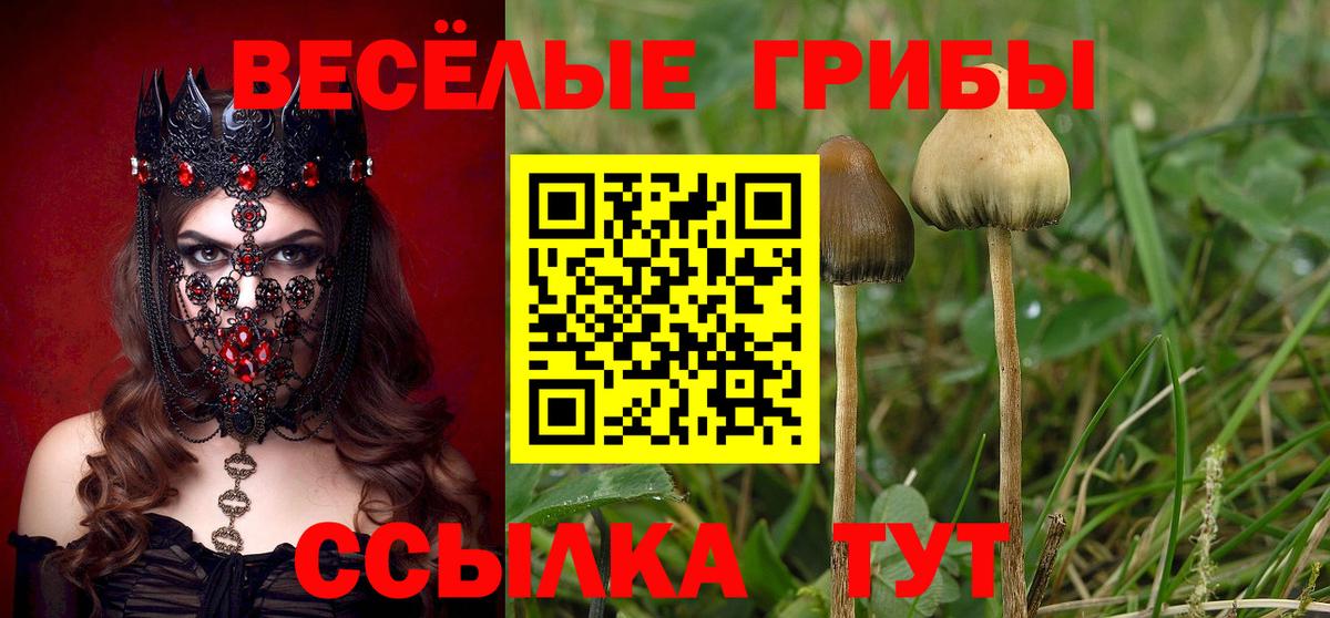 Галлюциногенные грибы Cubensis Шебекино